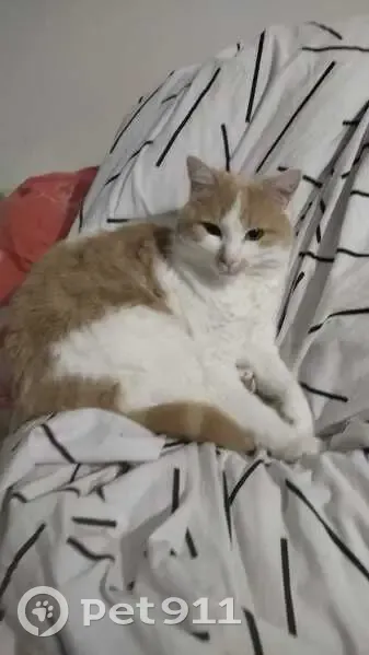 Chat perdu : blanc/roux, boitant, câlin - photo