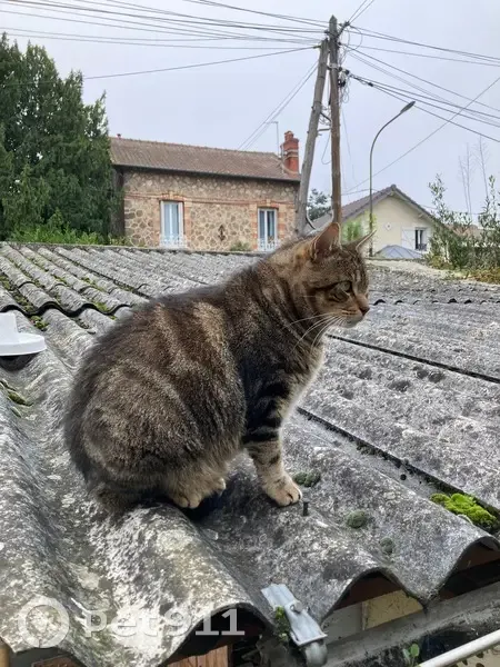 Chat perdu à Argenteuil, rue Ernestine - photo