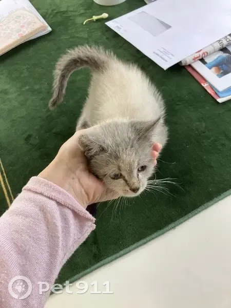 Chaton gris trouvé Chemin du Lavoir - photo