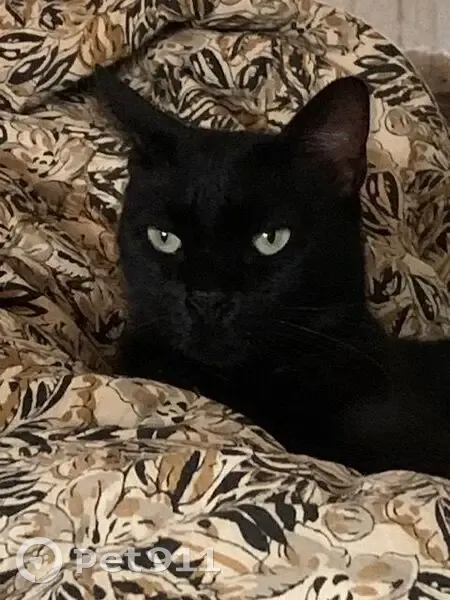 Chatte noire perdue, taches blanches, Montpellier - photo