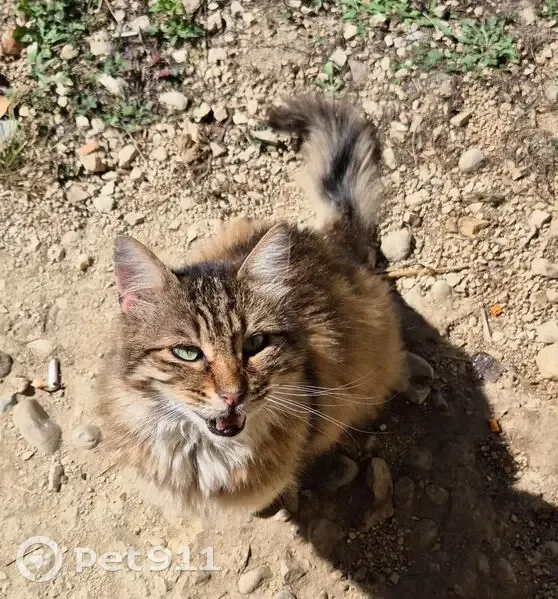 Chat marron/sable trouvé à Seyssins - photo