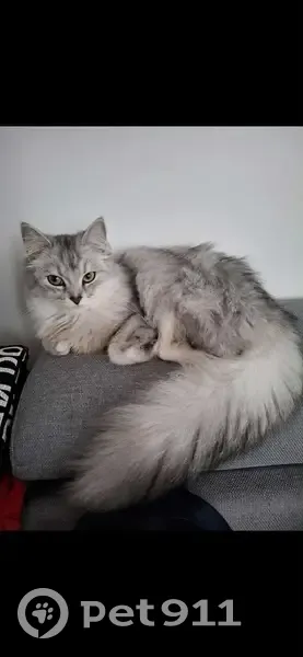 Chatte perdue, grise et blanche, énergique - photo