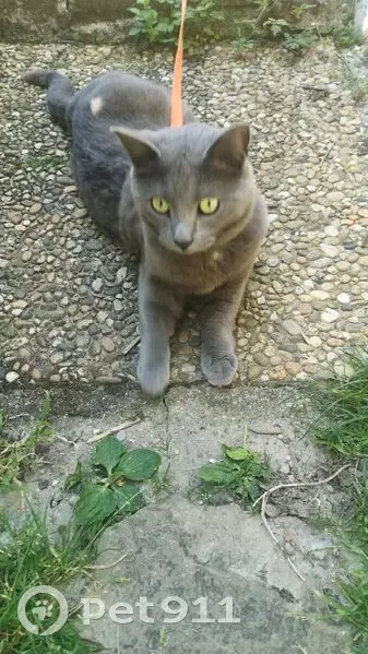 Chat chartreux gris perdu à Charnècles - photo