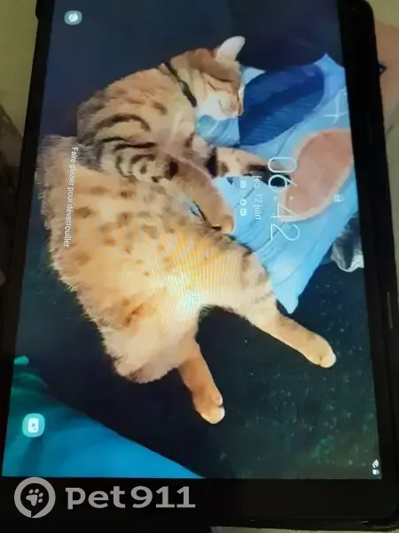 Perdu : Chat Tigrou, câlin mais peureux - photo