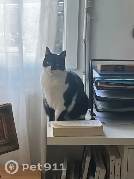 Chatte noire et blanche perdue à Annecy - photo