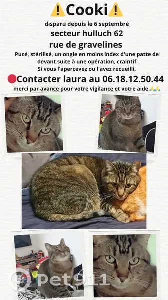 Chat tigre 9 ans perdu, craintif, Hulluch - photo