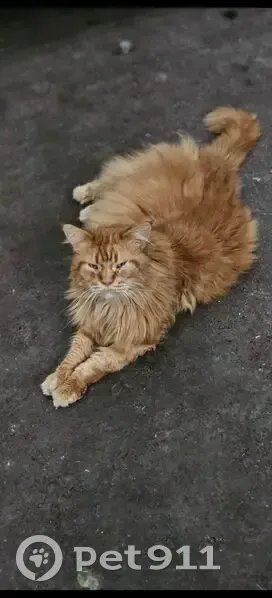 Hermès, Maine Coon roux perdu à St Aubert - photo