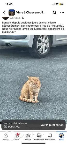 Chat trouvé, Rue de l’Industrie - photo