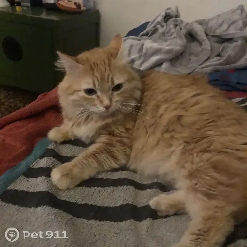 Chatte perdue: Tigres rousse, yeux verts - photo