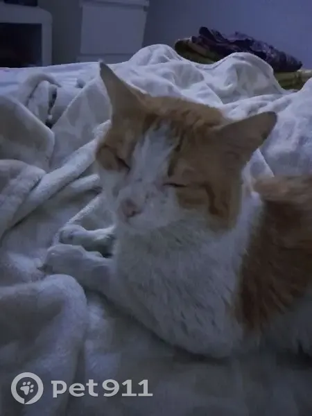 Chat blanc et roux perdu, Bobigny - photo