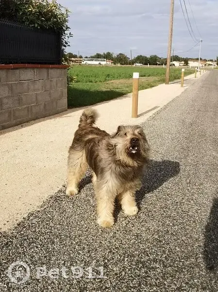 Chien marron clair trouvé, Fontenilles - photo