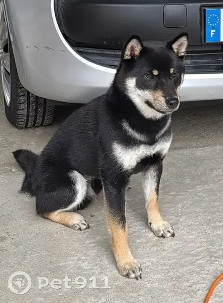 Shiba Inu noir perdu à Eysines - photo