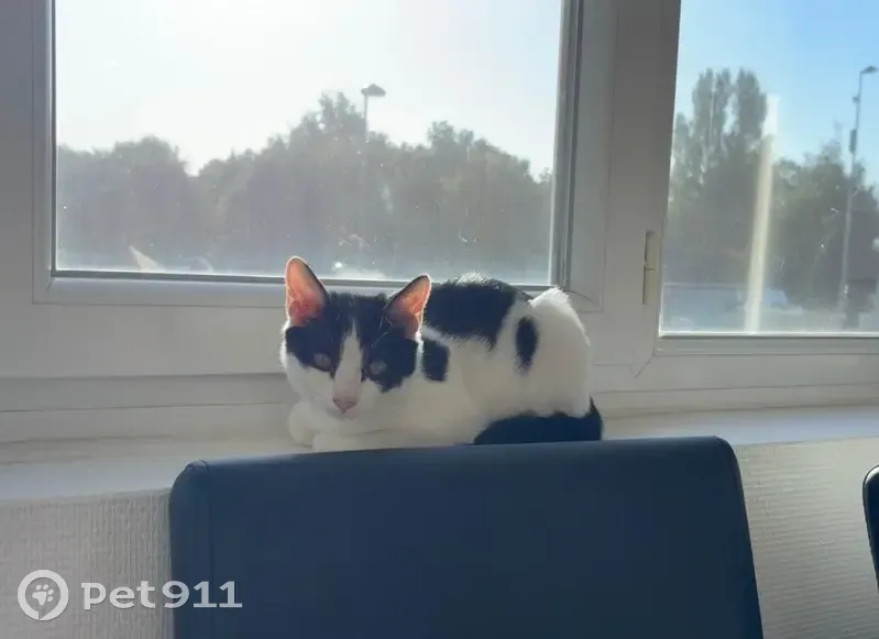 Chaton mâle blanc-noir trouvé à Maurepas - photo