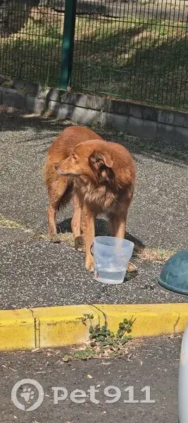 Chien poils longs trouvé D41, La Possession - photo