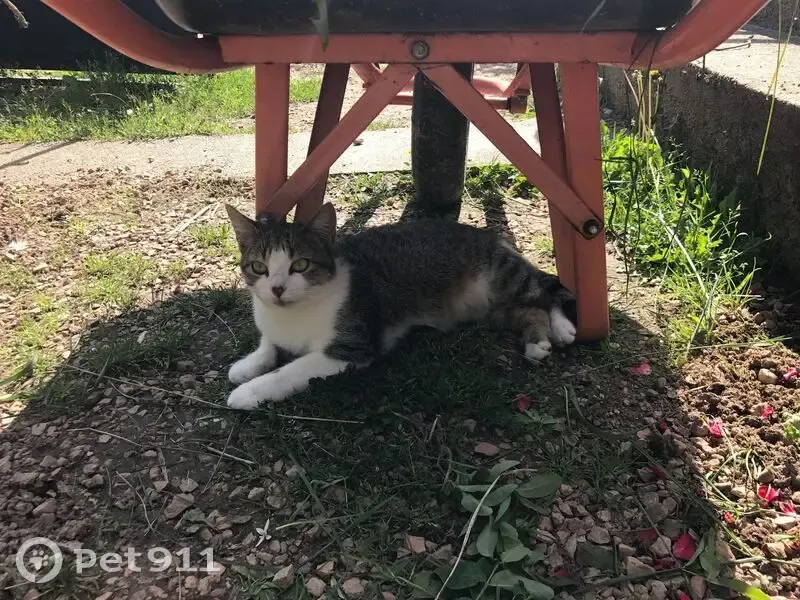 Chatte perdue : Croquette, 5 ans, Saint-Parize - photo