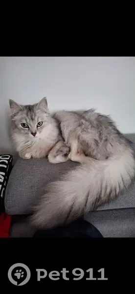 Chat perdu, Rue du Chemin Vert, Épinay - photo