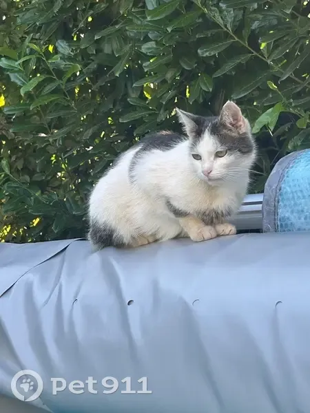 Chat perdu : blanc et marron à Nanteuil - photo