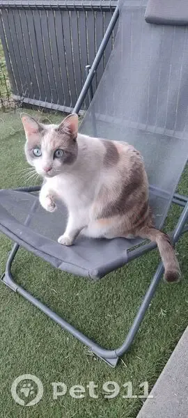 Suki, chat perdue à Strasbourg - photo