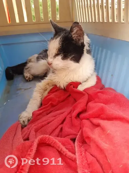 Chatte maigre trouvée, noire et blanche - photo