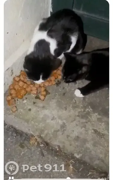 Chats errants au Rond-Point, Le Havre - photo