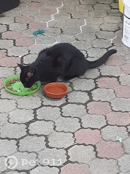 Chatte noire câline trouvée à Valennes - photo