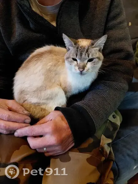Siamoise tabby trouvée Rue du Pont - photo