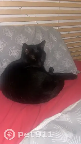 Chatte noire perdue, tache blanche ventre - photo