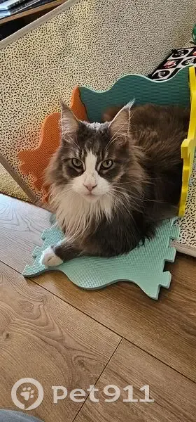 Chat perdu, mâle 10 ans, Saint-Ouen-l'Aumône - photo