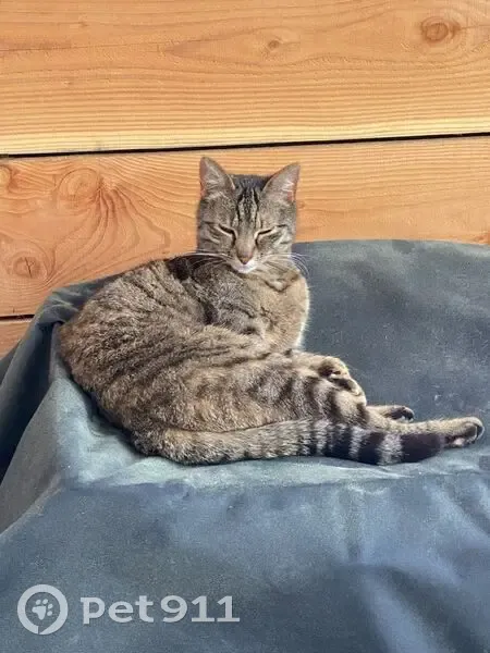 Chatte Moumoune perdue à Pessac - photo