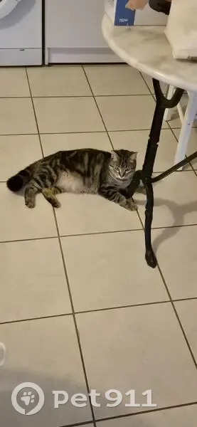 Petite chatte tigrée perdue à Bandol - photo