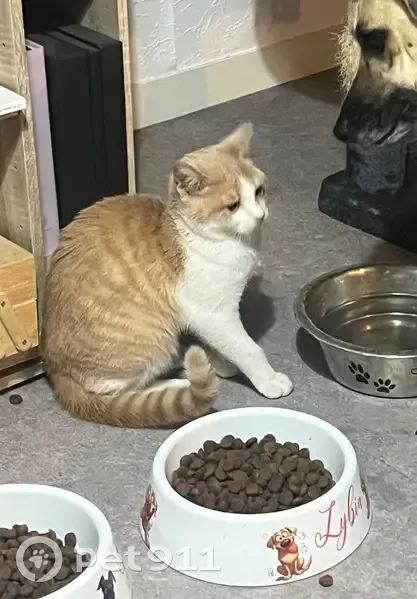 Chatte 7 mois trouvée, câline, Alençon - photo