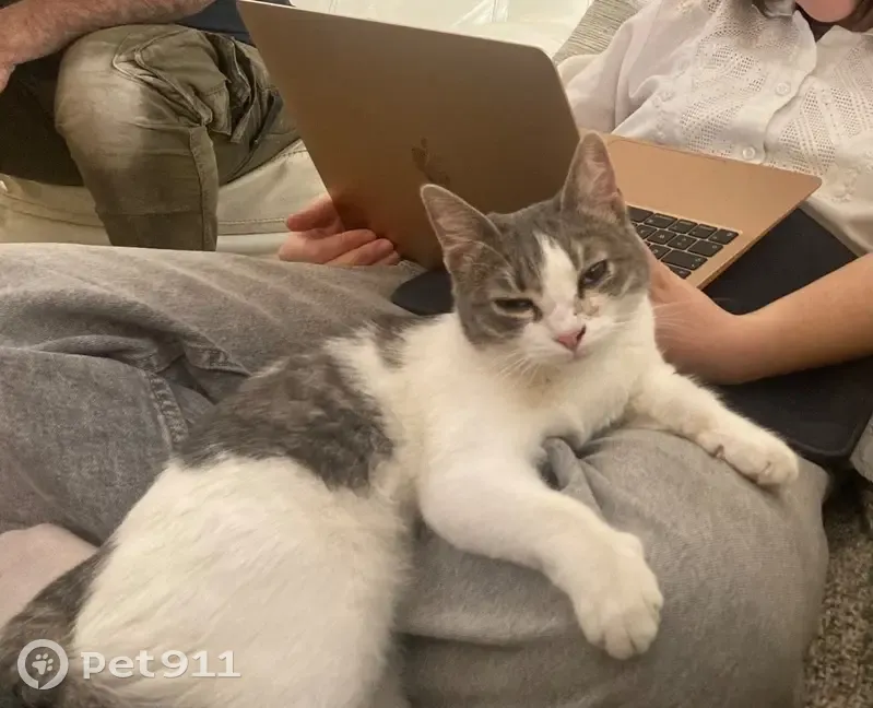 Chatte perdue, blanche/grise, Aix-en-Provence - photo