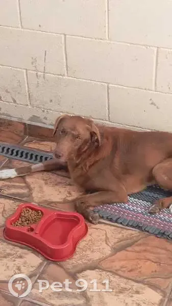 Cachorro encontrado - photo