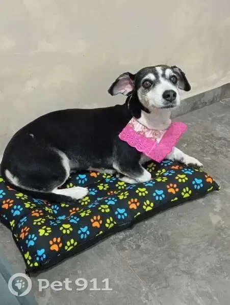 Cachorro encontrado - photo