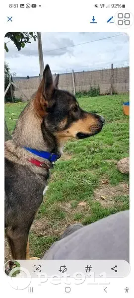 Chienne perdue à Argentré-du-Plessis - photo