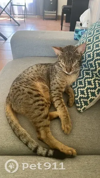 Chat perdu, collier bleu, Fargues-St-Hilaire - photo