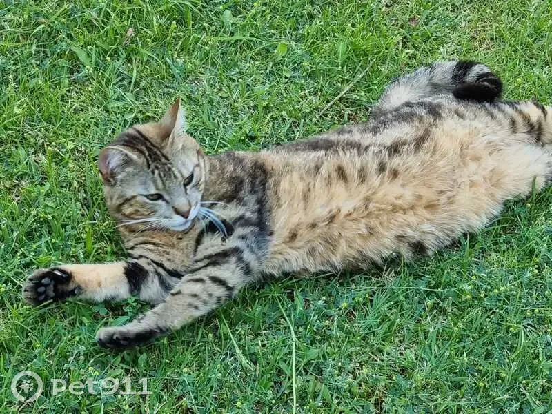 Chat mâle avec collier rose perdu à Solorgues - photo