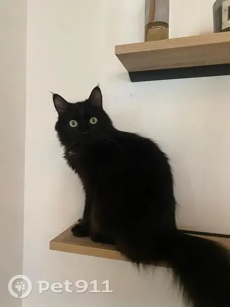 Chat noir perdu à Annecy, Allée de Taillefer - photo