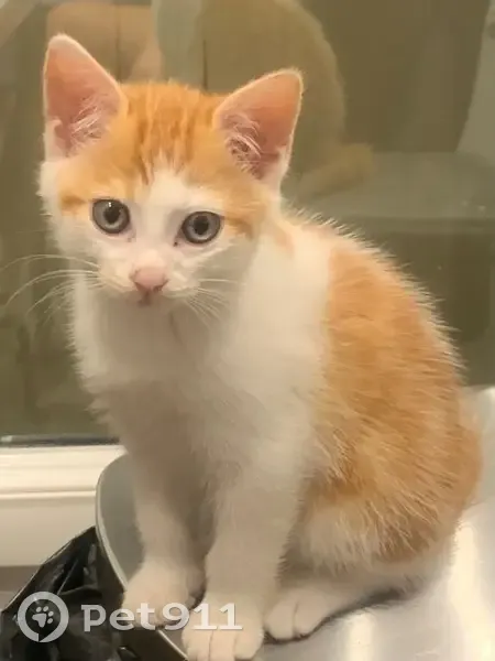 Chaton 2 mois perdu, blanc/roux, Rue Cotrel - photo
