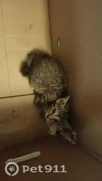 Found Cat on Anson Road, Singapore - photo