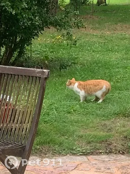 Chat roux et blanc cherche nourriture - photo