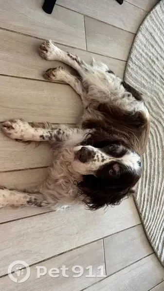 Chien âgé perdu à Spéracèdes - photo