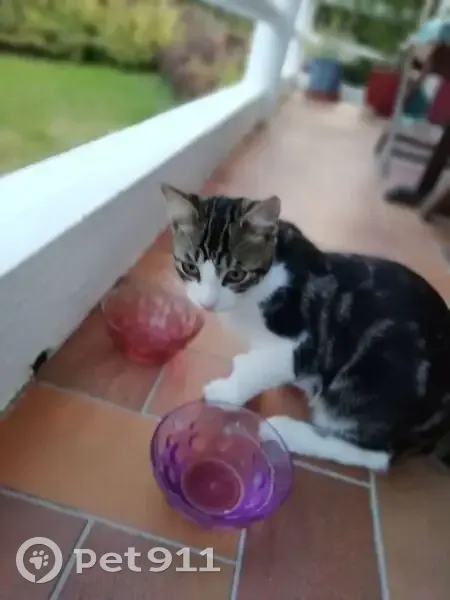 Chaton mâle trouvé à Palaiseau, non pucé - photo