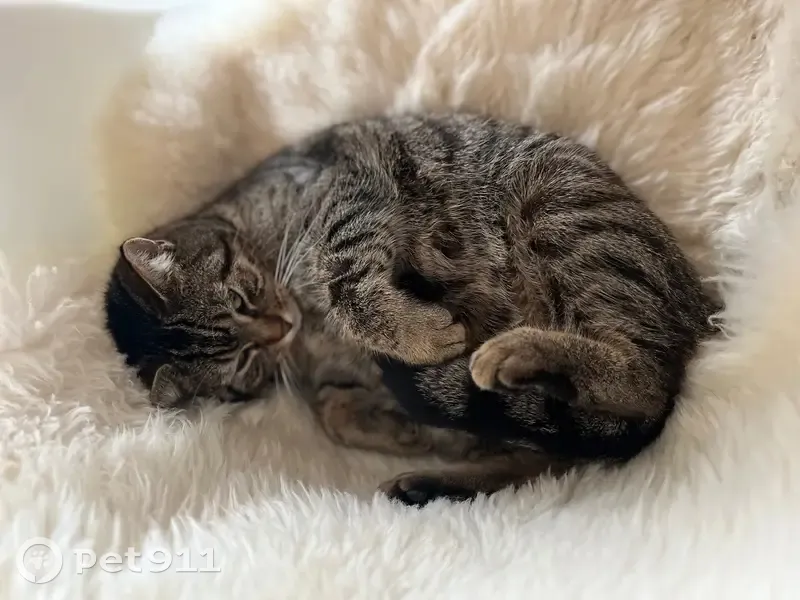 Chatte tigrée perdue à Ambleteuse - photo