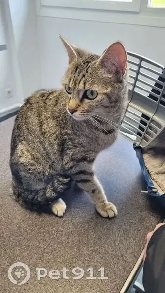 Jeune chatte trouvée à Nancy (Exelmans) - photo