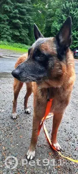 Chien trouvé marron/roux, collier cuir, Le Favril - photo