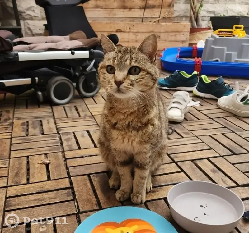 Chat gris tigré trouvé à Poissy - photo