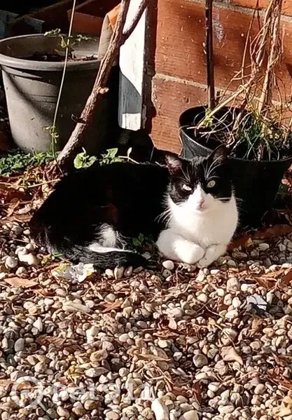 Chatte noire et blanche perdue à Talence - photo