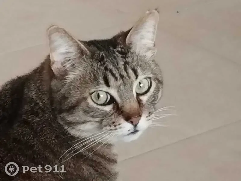 Chat castré perdu, gris-noir, Cénac - photo