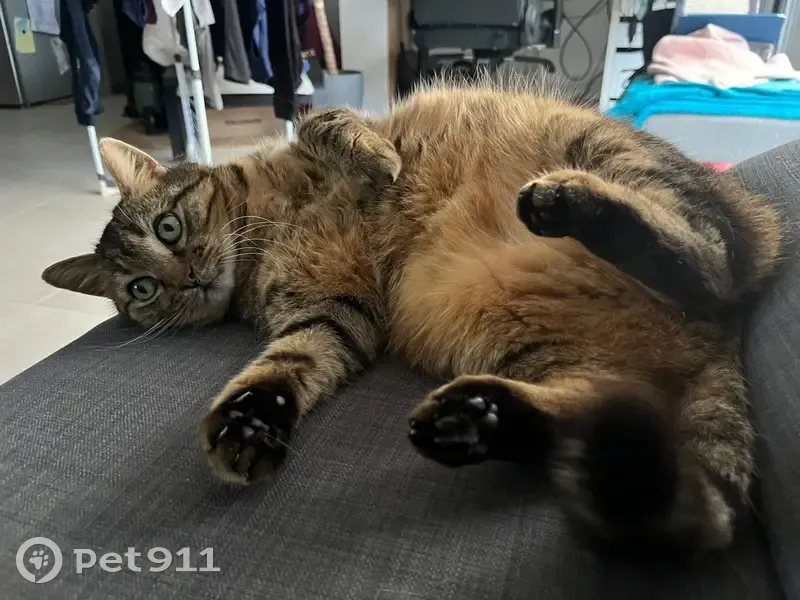 Chat perdue, sociable, yeux verts, Bassens - photo